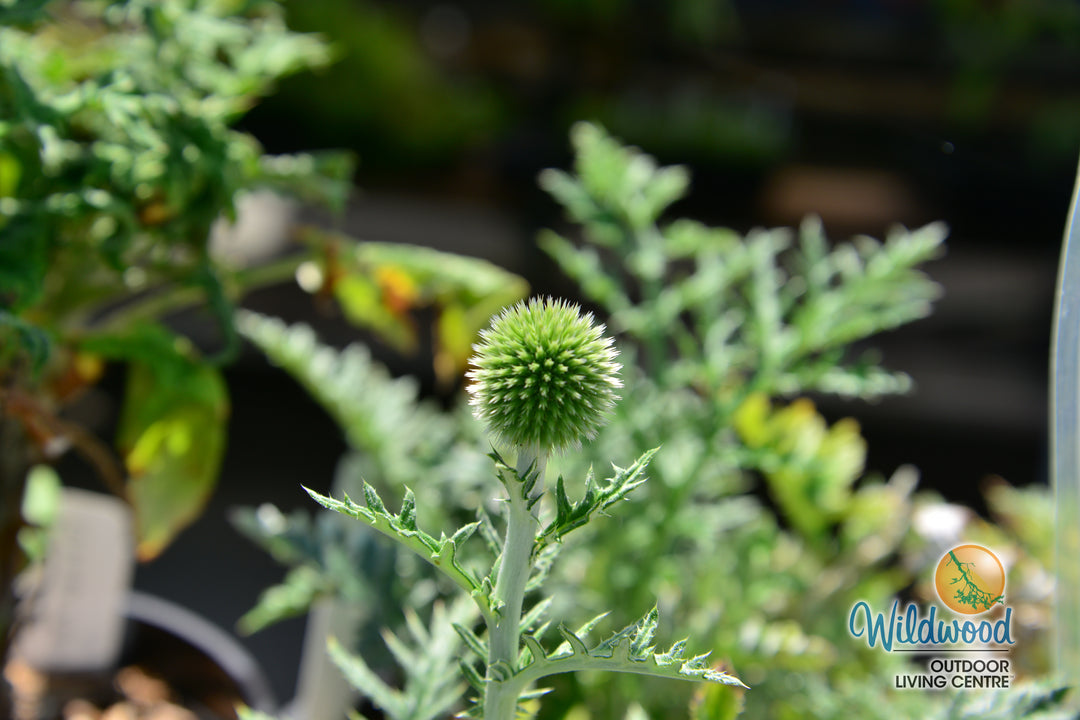 Globe Thistle - Veitch's Blue, 1 Pack