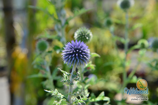 Globe Thistle - Veitch's Blue, 1 Pack