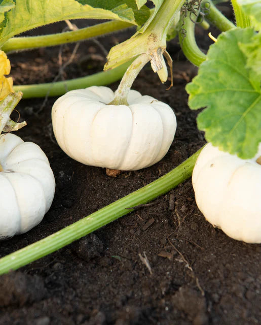 Pumpkin Baby Boo - West Coast Seeds