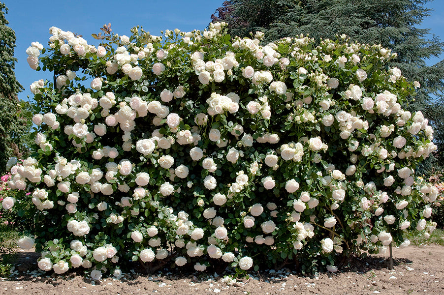 White Eden Climber - Star Roses and Plants