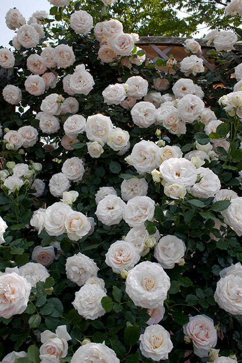 White Eden Climber - Star Roses and Plants