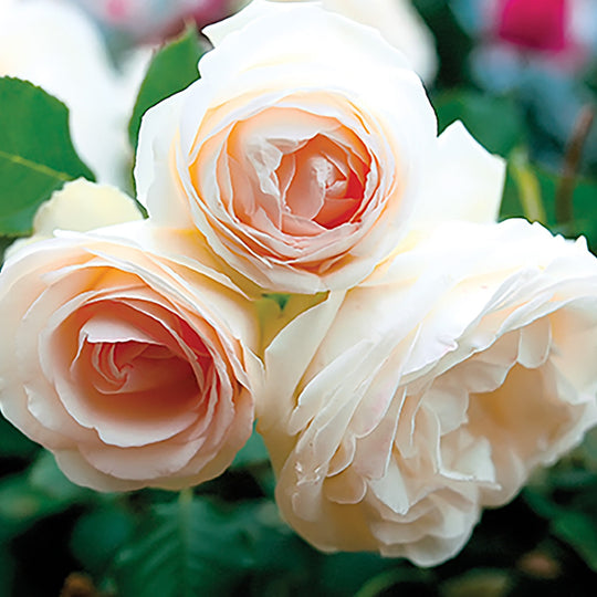 White Eden Climber - Star Roses and Plants