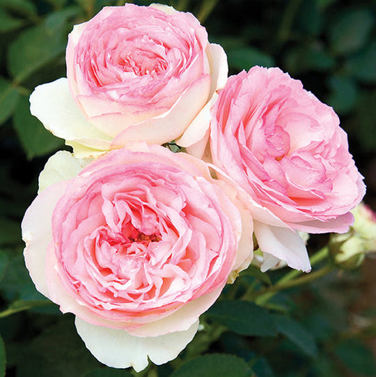 Eden Climber - Star Roses and Plants