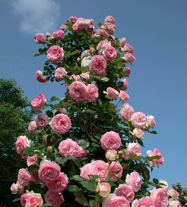 Eden Climber - Star Roses and Plants