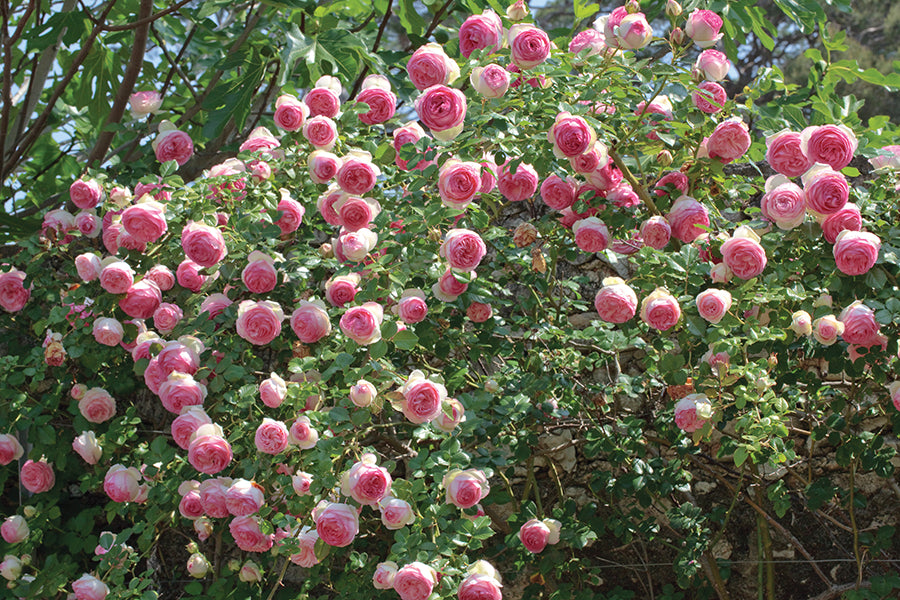 Eden Climber - Star Roses and Plants