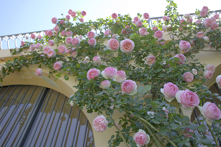 Eden Climber - Star Roses and Plants