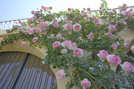 Eden Climber - Star Roses and Plants