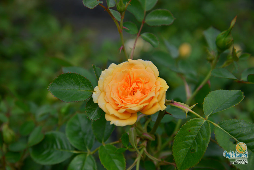 Edith's Darling - Weeks Rose
