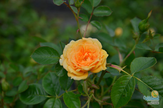 Edith's Darling - Weeks Rose
