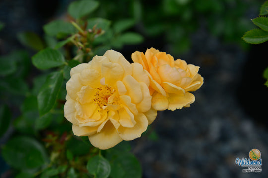 Edith's Darling - Weeks Rose