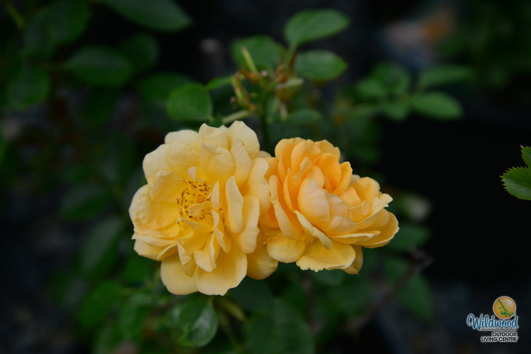 Edith's Darling - Weeks Rose
