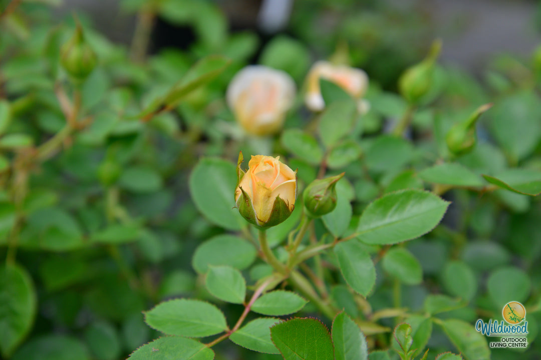 Edith's Darling - Weeks Rose