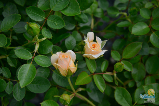 Edith's Darling - Weeks Rose