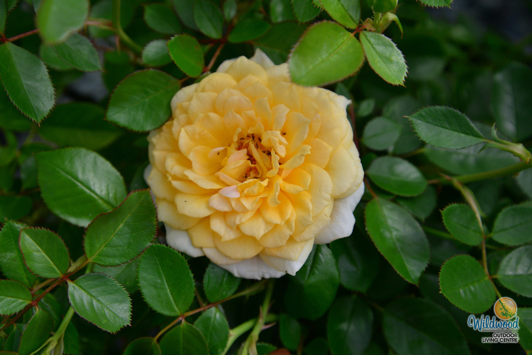 Edith's Darling - Weeks Rose