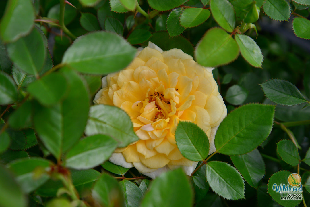 Edith's Darling - Weeks Rose