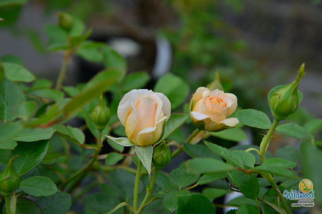 Edith's Darling - Weeks Rose