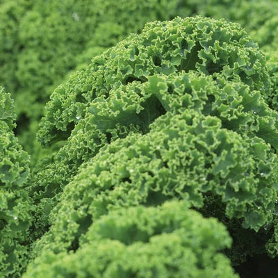 Kale Prizm - West Coast Seeds