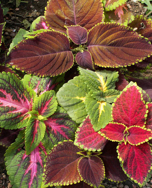 Coleus Rainbow Mix - West Coast Seeds