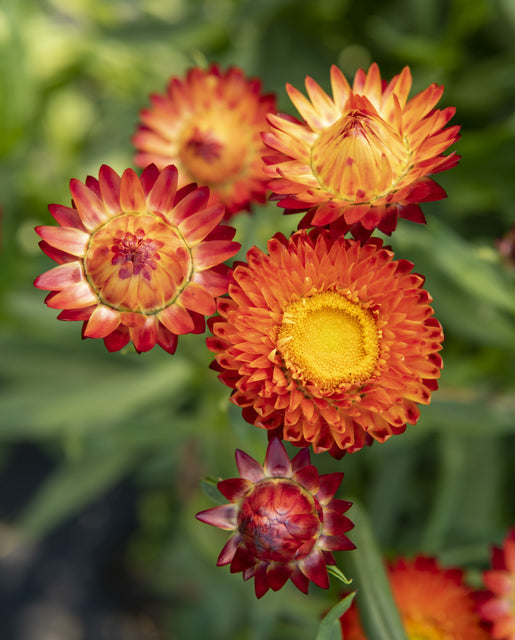 orange flower with red seeds Strawflower King Size Orange
