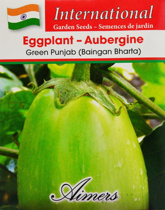 Eggplant Green Punjab International - Aimers Seeds