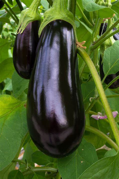 Eggplant Black Beauty - Pacific Northwest Seeds