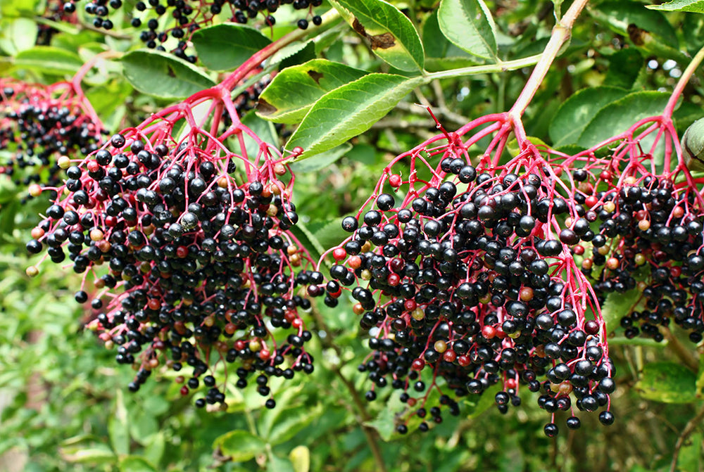 Elderberry - Adams