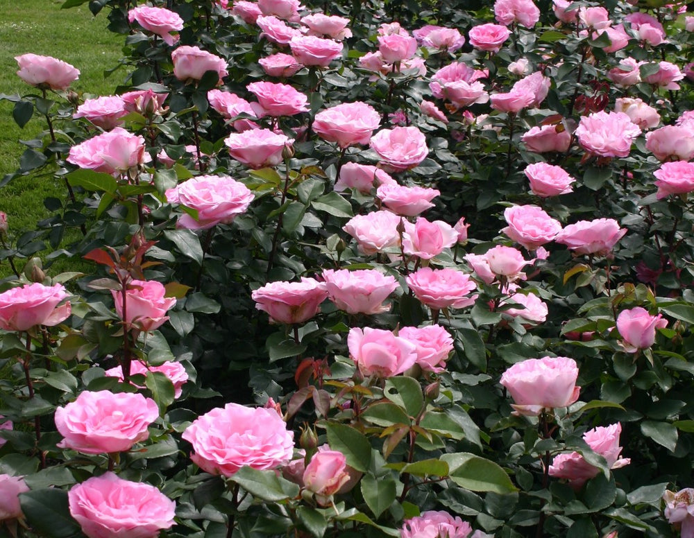 Eleganza® Beverly™ - Kordes® Roses
