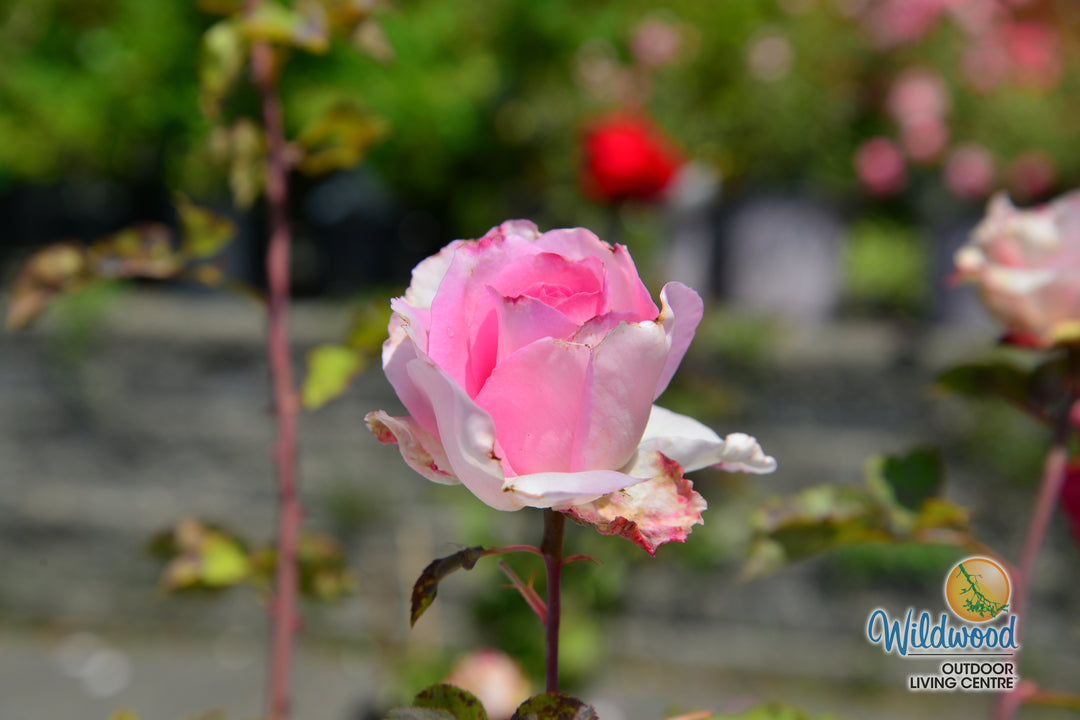 Eleganza® Beverly™ - Kordes® Roses