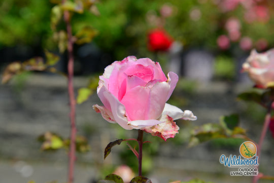 Eleganza® Beverly™ - Kordes® Roses