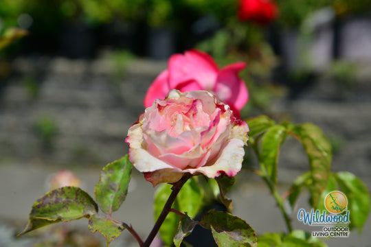 Eleganza® Beverly™ - Kordes® Roses