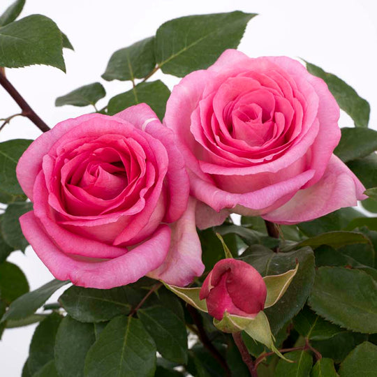 Eleganza® Beverly™ - Kordes® Roses