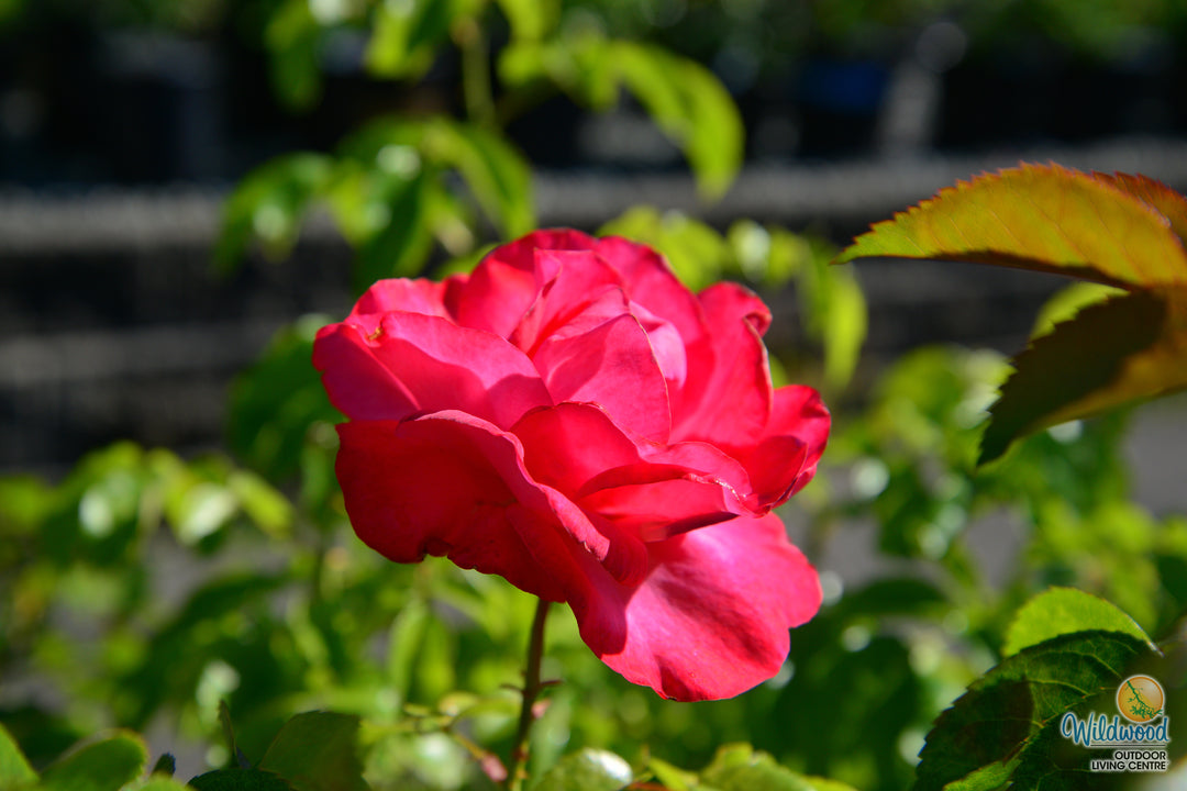 Eleganza® Fiji™ - Kordes® Roses