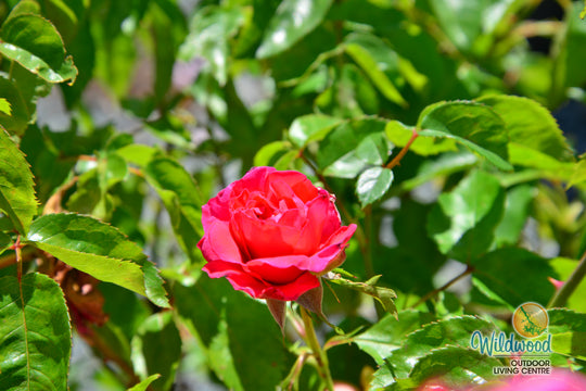 Eleganza® Fiji™ - Kordes® Roses