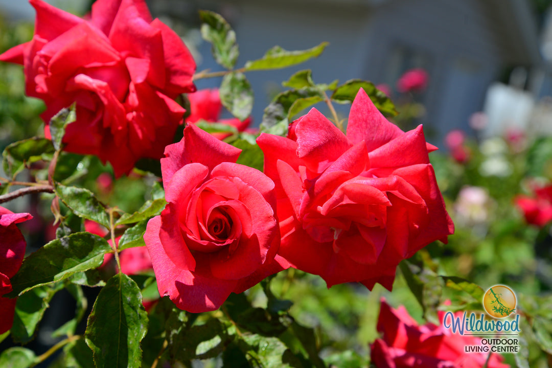 Eleganza® Fiji™ - Kordes® Roses