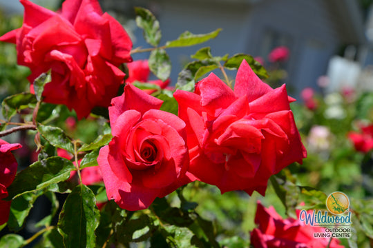 Eleganza® Fiji™ - Kordes® Roses