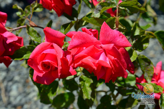 Eleganza® Fiji™ - Kordes® Roses