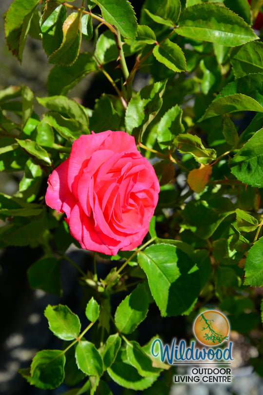 Eleganza® Fiji™ - Kordes® Roses