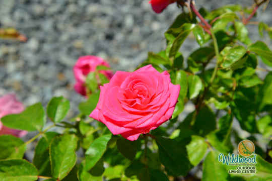 Eleganza® Fiji™ - Kordes® Roses