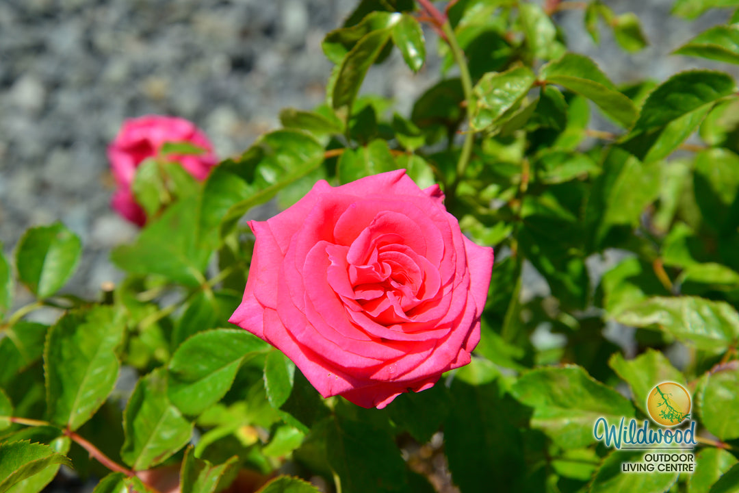 Eleganza® Fiji™ - Kordes® Roses