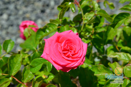 Eleganza® Fiji™ - Kordes® Roses