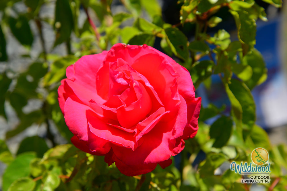 Eleganza® Fiji™ - Kordes® Roses