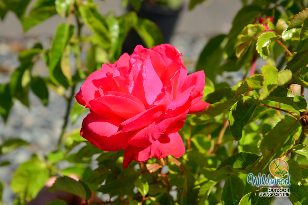 Eleganza® Fiji™ - Kordes® Roses