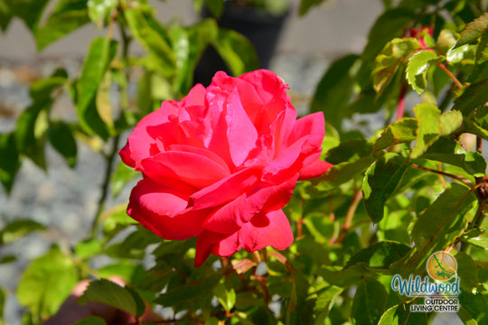 Eleganza® Fiji™ - Kordes® Roses