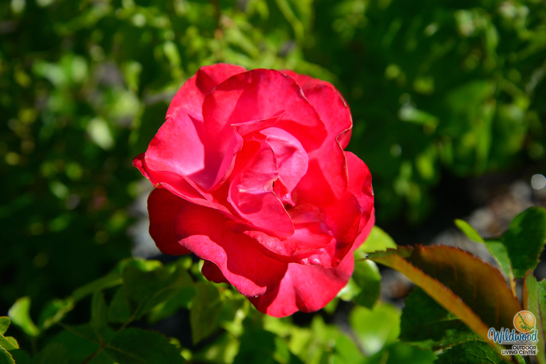 Eleganza® Fiji™ - Kordes® Roses