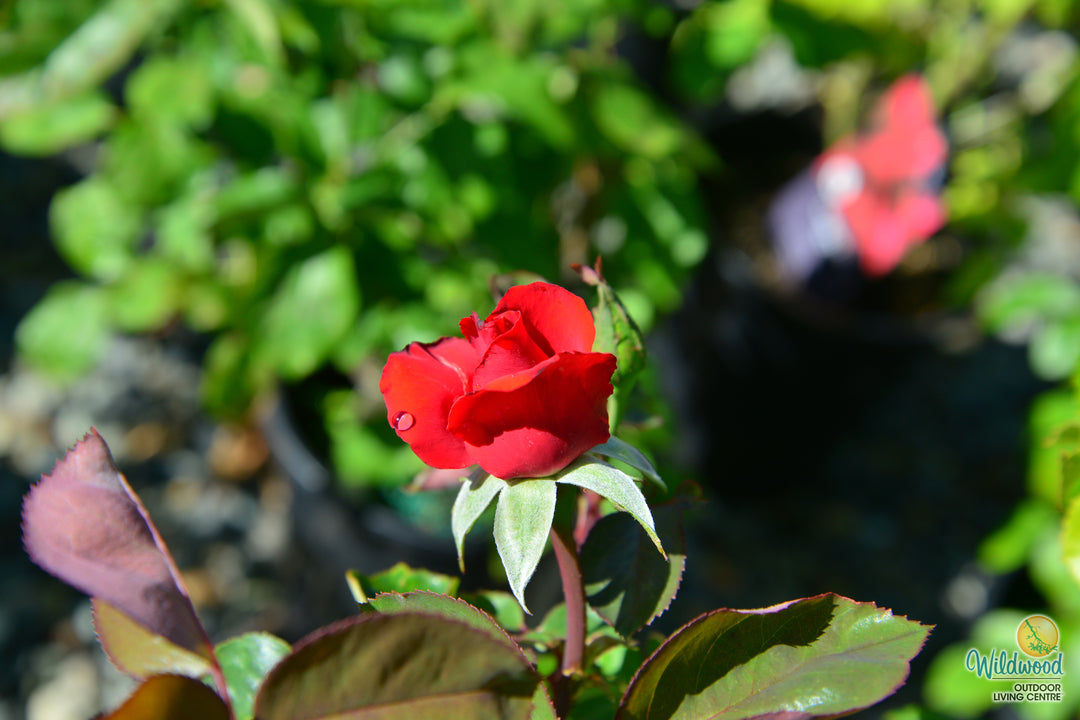 Eleganza® Grande Amore™ - Kordes® Roses