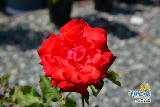 Eleganza® Grande Amore™ - Kordes® Roses