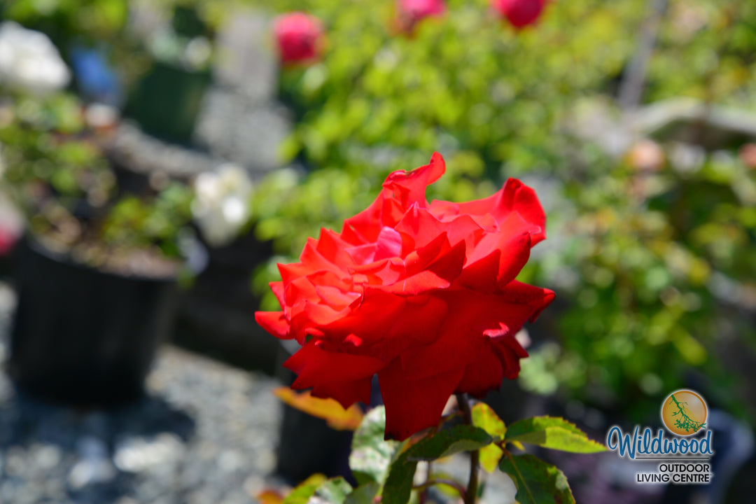 Eleganza® Grande Amore™ - Kordes® Roses