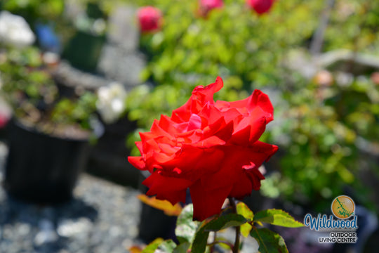 Eleganza® Grande Amore™ - Kordes® Roses