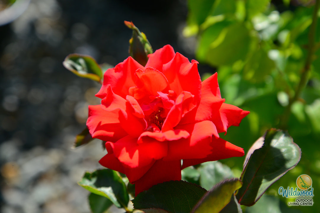 Eleganza® Grande Amore™ - Kordes® Roses