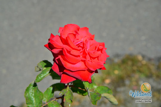 Eleganza® Grande Amore™ - Kordes® Roses